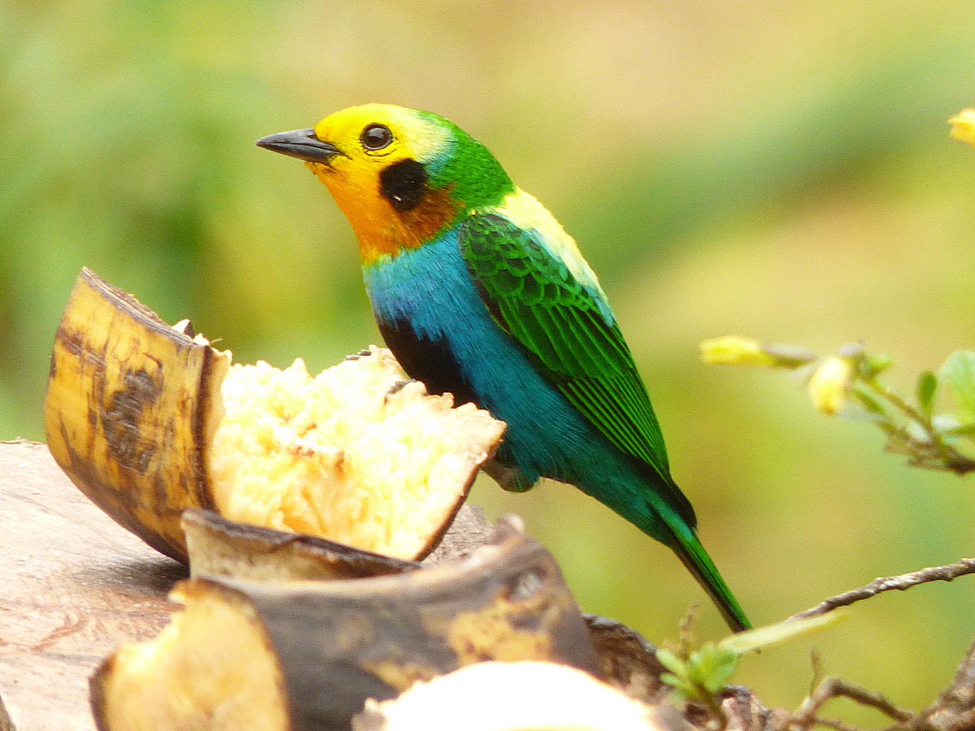 A Multicolored Tanager Chicoral bird from Colombia, photo credit to: Mateo Gable